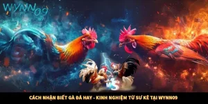 Cách Nhận Biết Gà Đá Hay - Kinh Nghiệm Từ Sư Kê Tại Wynn09