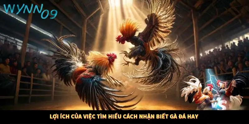 Lợi ích của việc tìm hiểu cách nhận biết gà đá hay