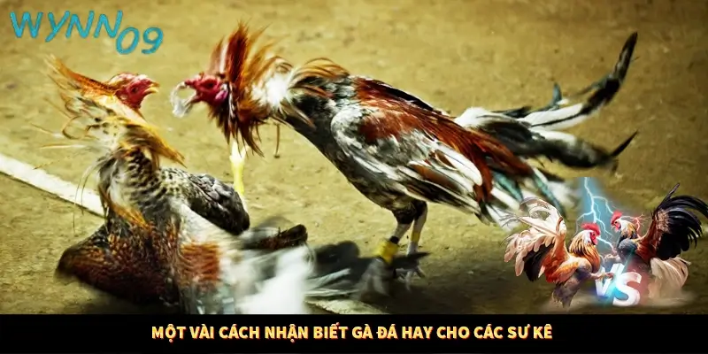 Một vài cách nhận biết gà đá hay cho các sư kê